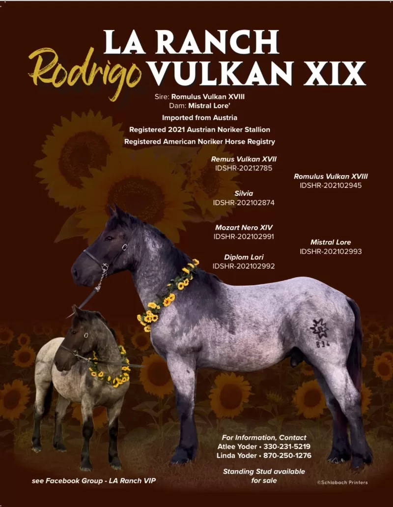 Foal Name: Rodrigio Vulkan XIX     FOR SALE