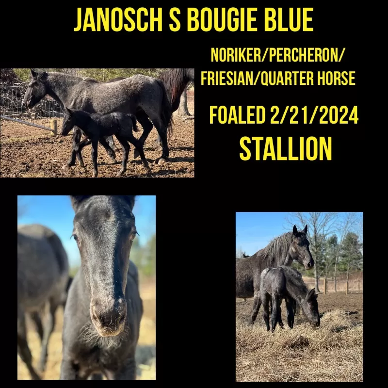 Foal Name: Janoschs Bougie Blue