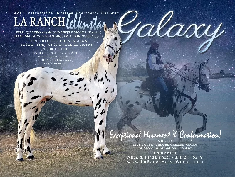 Foal Name: LA Ranch Ielknstar Galaxy Standing Stud