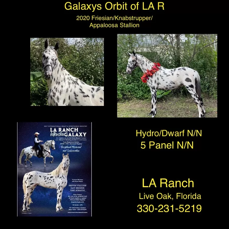 LA Ranch Ielknstar Galaxy Standing Stud