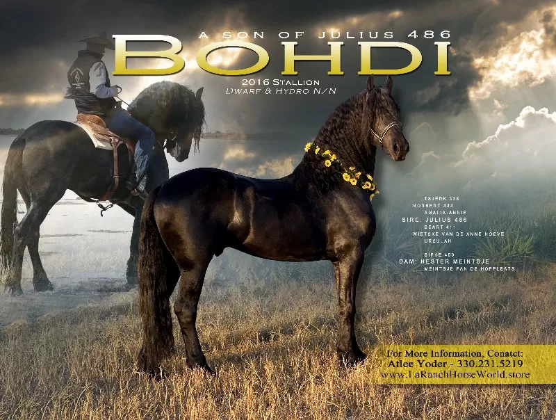 Foal Name: Bohdi Purebred Friesian Standing Stud