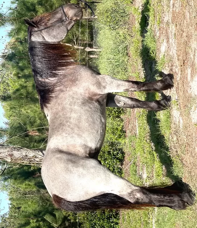 Racino R Vulkan XVIII Standing Stud