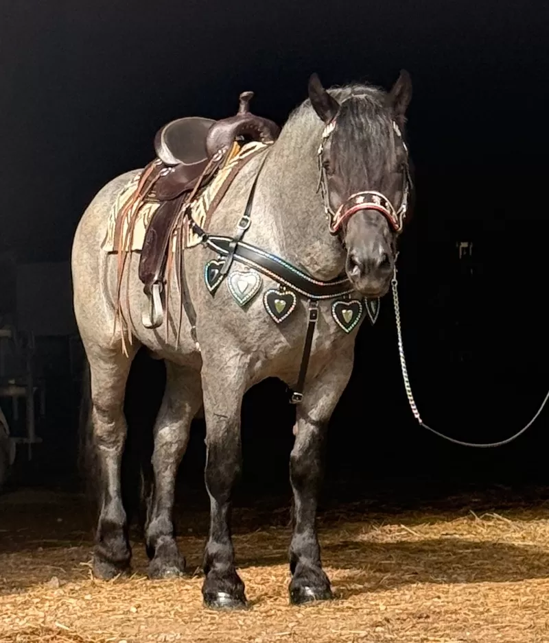 Racino R Vulkan XVIII Standing Stud