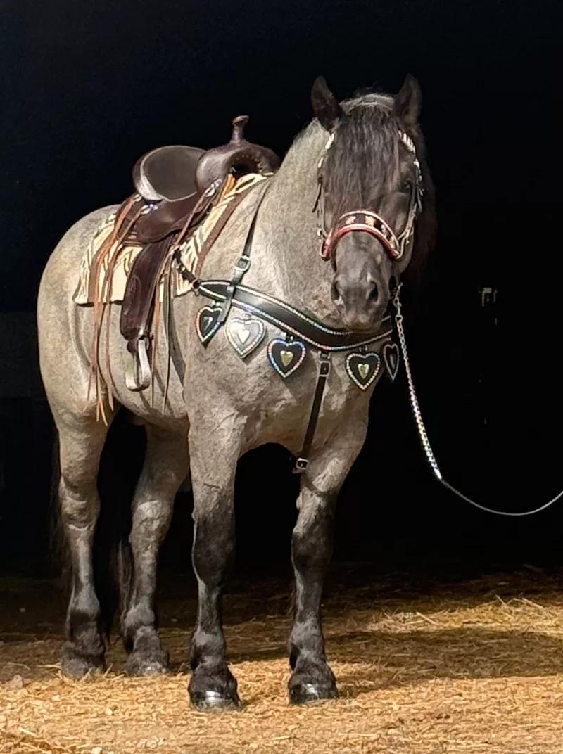 Racino R Vulkan XVIII Standing Stud