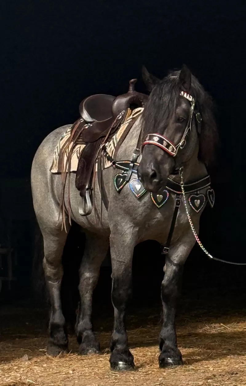 Racino R Vulkan XVIII Standing Stud