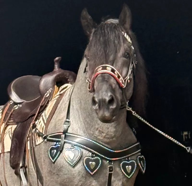 Racino R Vulkan XVIII Standing Stud