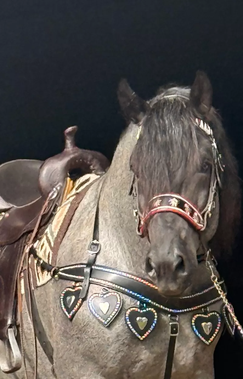 Racino R Vulkan XVIII Standing Stud