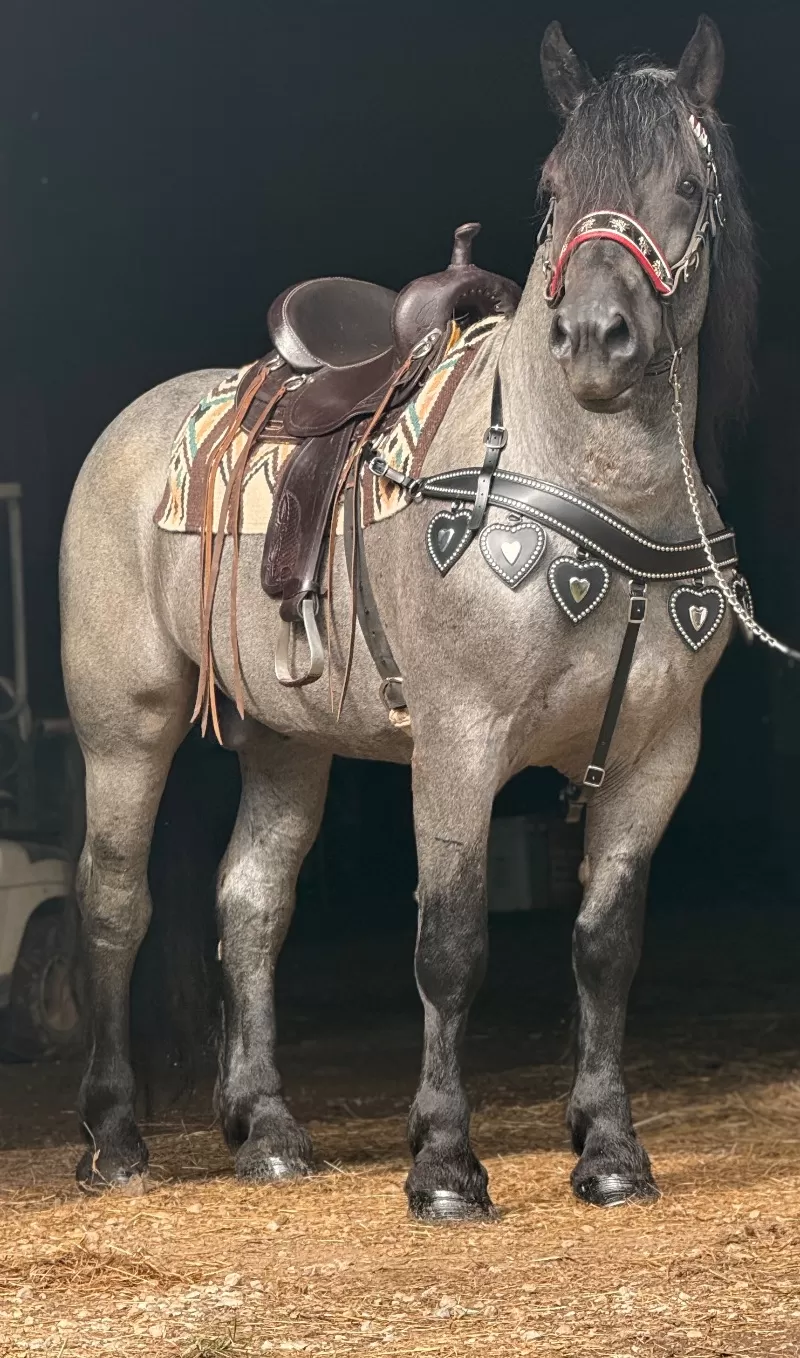 Racino R Vulkan XVIII Standing Stud