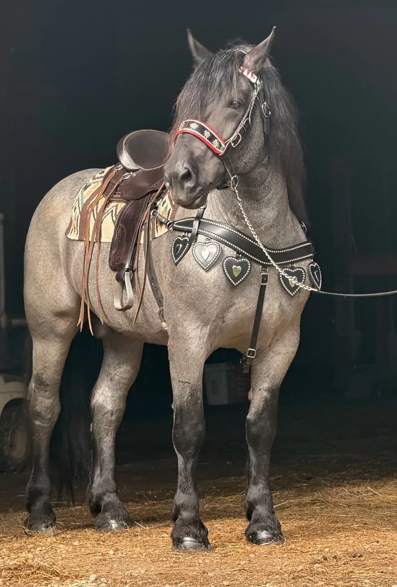 Racino R Vulkan XVIII Standing Stud