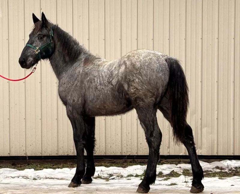 Racino R Vulkan XVIII Standing Stud