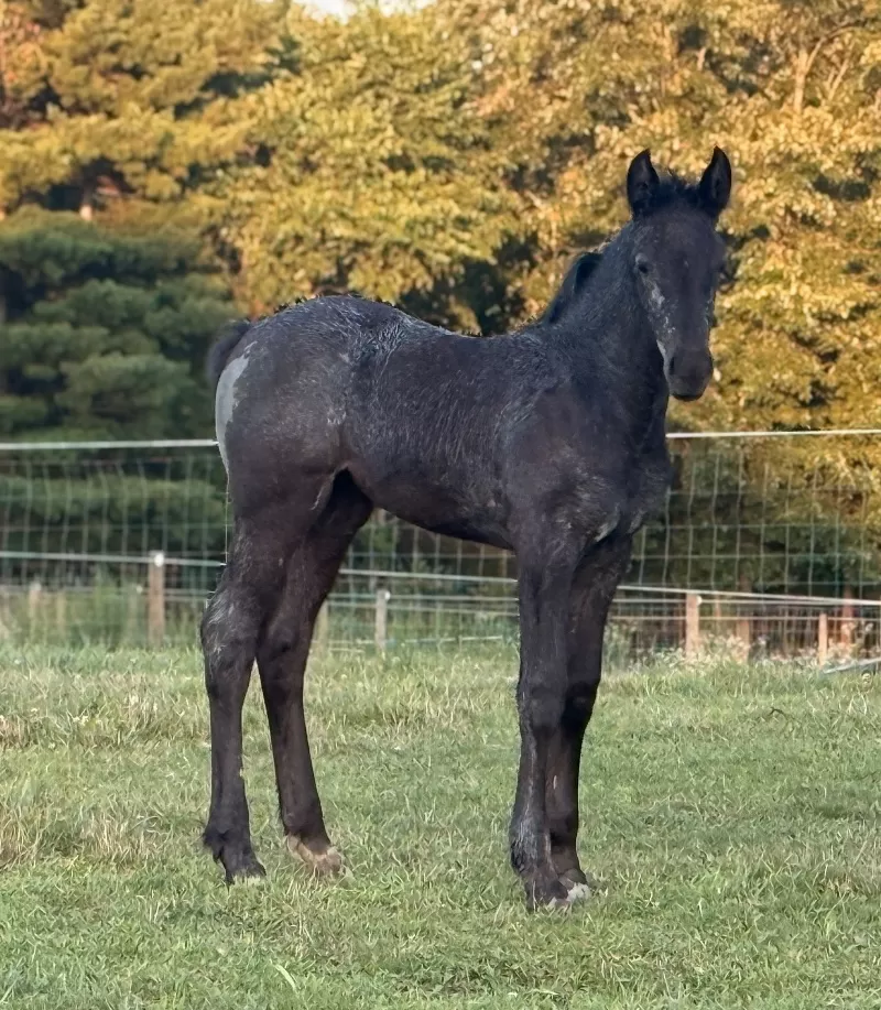 Racino R Vulkan XVIII Standing Stud