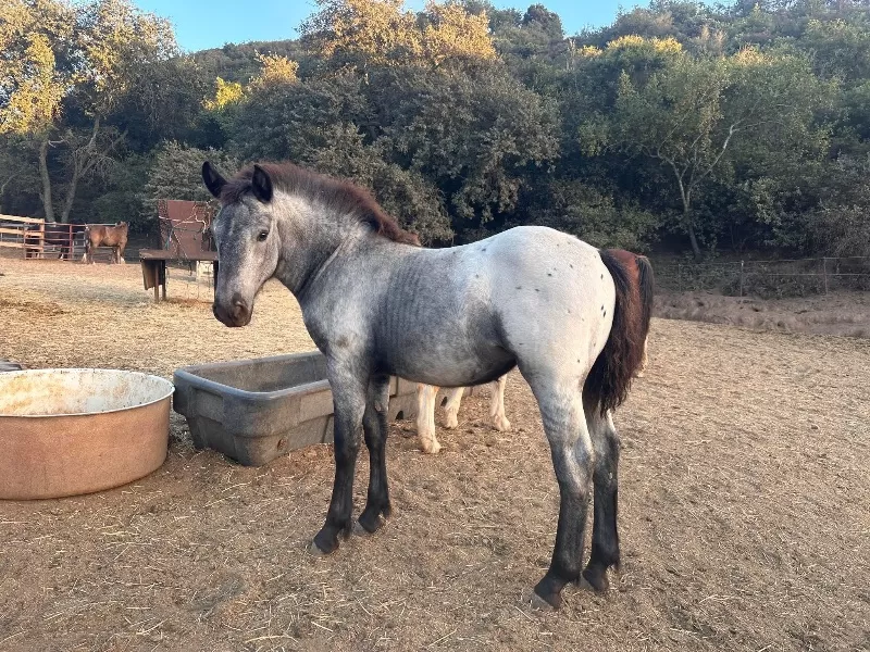 Racino R Vulkan XVIII Standing Stud