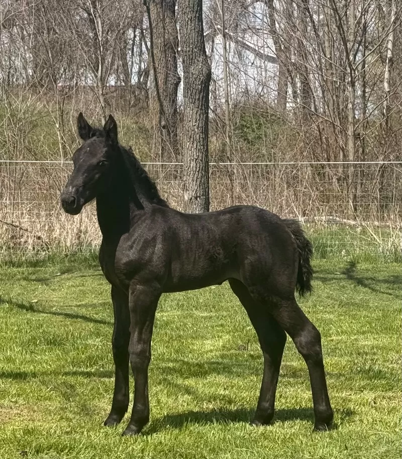 Racino R Vulkan XVIII Standing Stud