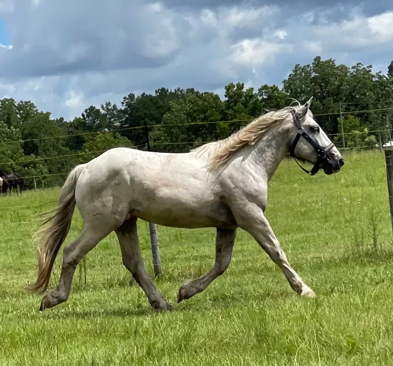 Janosch Elmar XIV Purebred Noriker