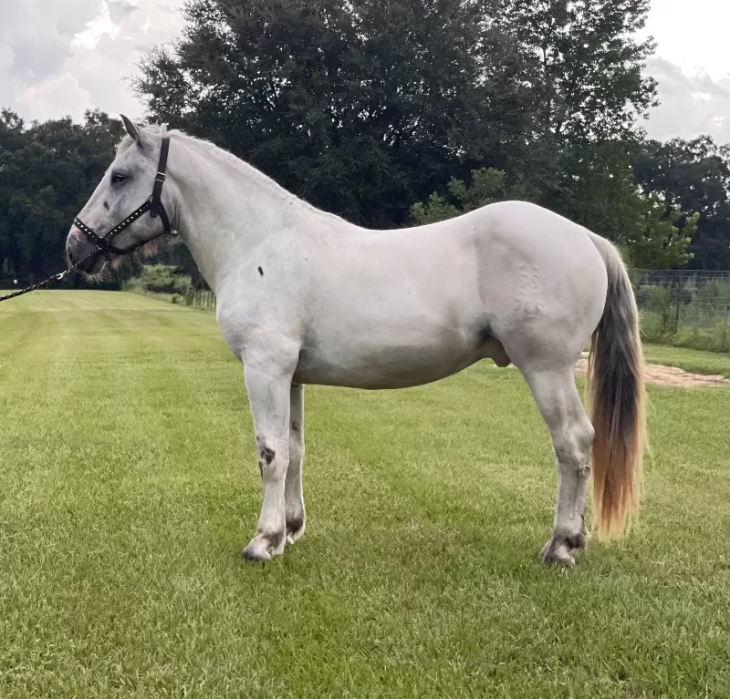 Janosch Elmar XIV Purebred Noriker