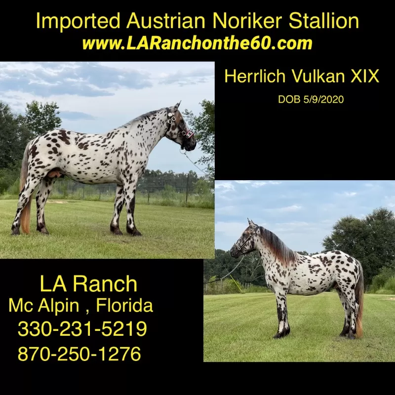 Foal Name: Herrlich Vulkan XIX Purebred Noriker Stallion Standing Stud