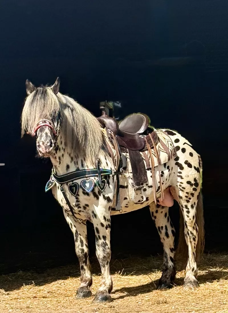 Foal Name: Herrlich Vulkan XIX Purebred Noriker Stallion Standing Stud