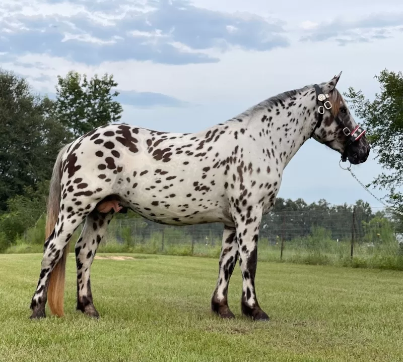Herrlich Vulkan XIX Purebred Noriker Stallion Standing Stud