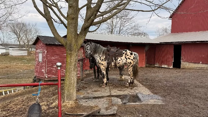 Herrlich Vulkan XIX Purebred Noriker Stallion Standing Stud