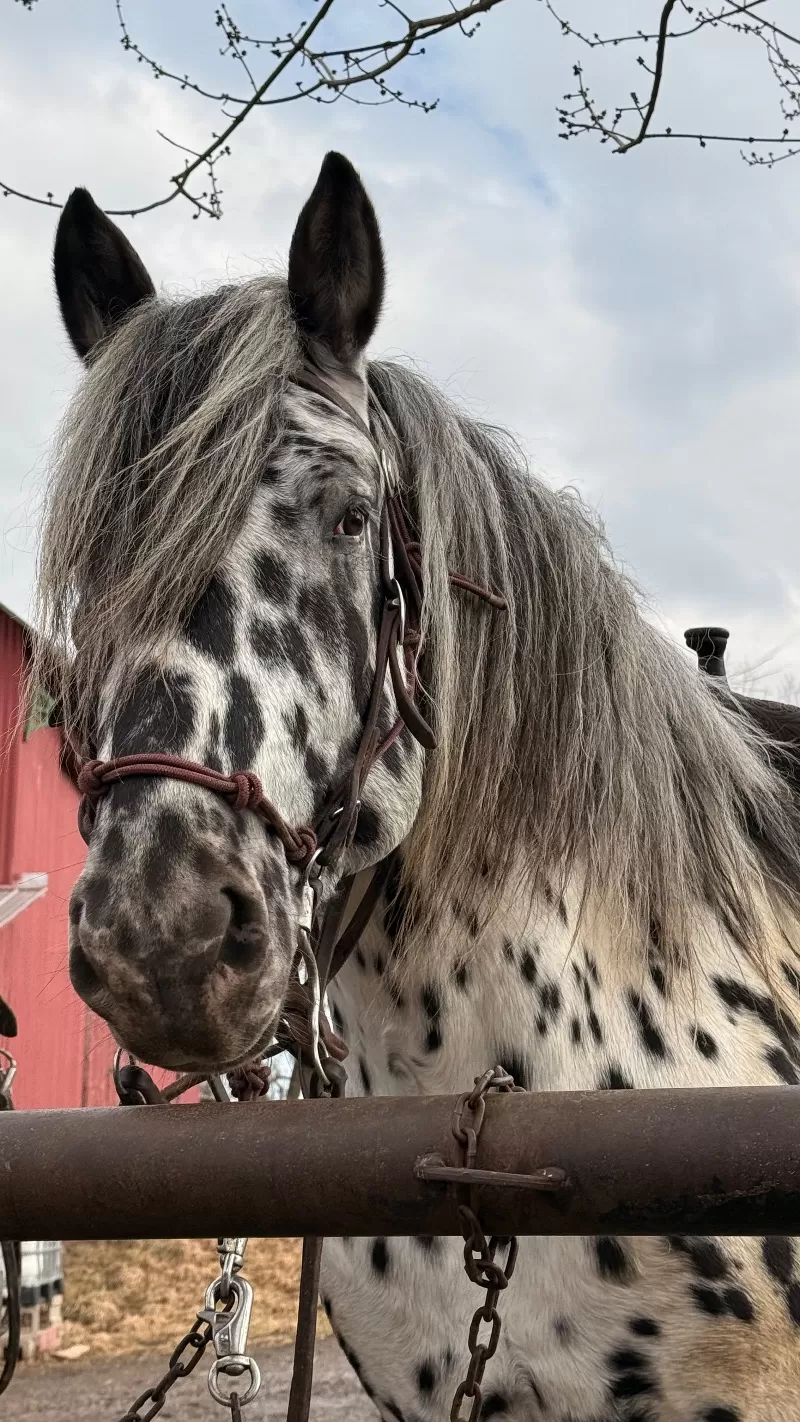 Herrlich Vulkan XIX Purebred Noriker Stallion Standing Stud