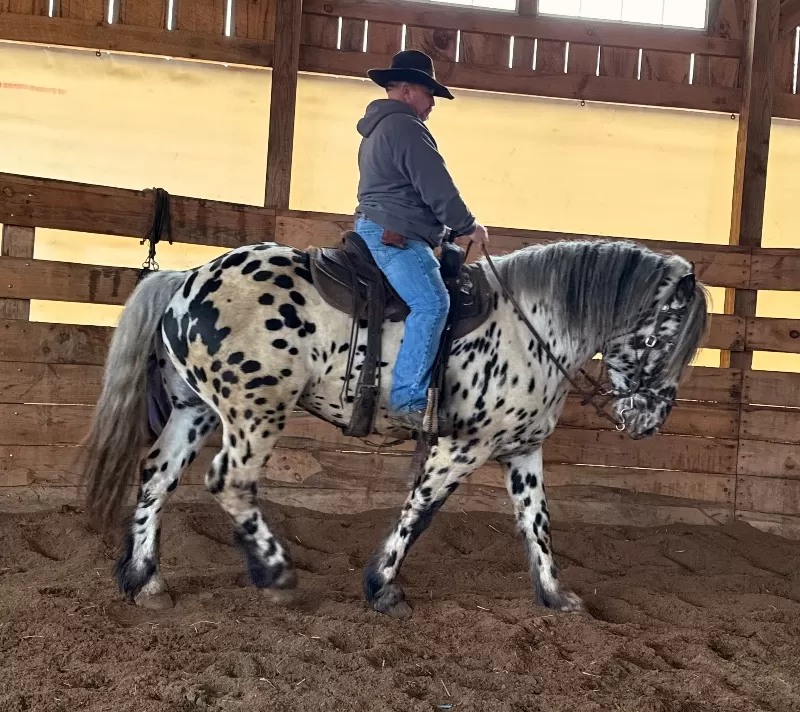 Herrlich Vulkan XIX Purebred Noriker Stallion Standing Stud