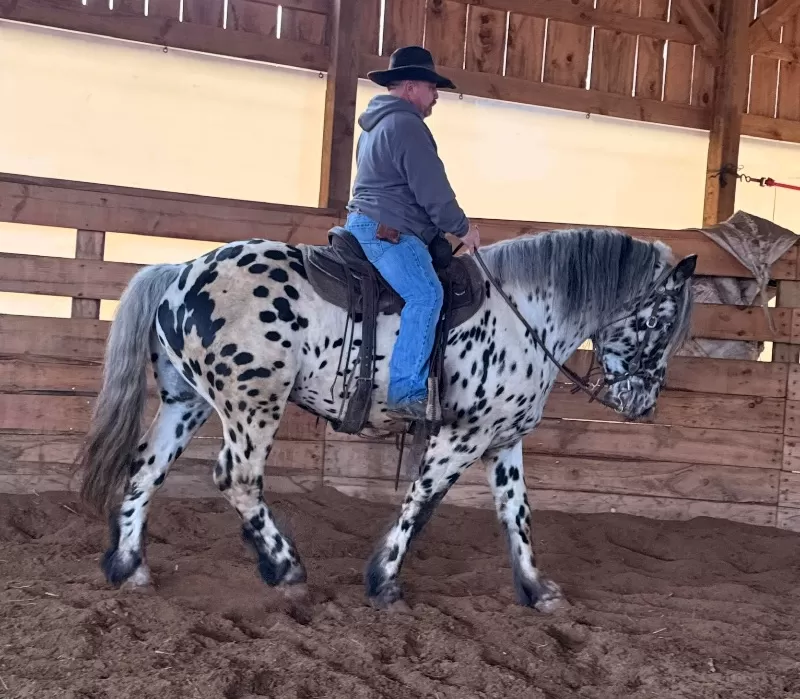 Herrlich Vulkan XIX Purebred Noriker Stallion Standing Stud