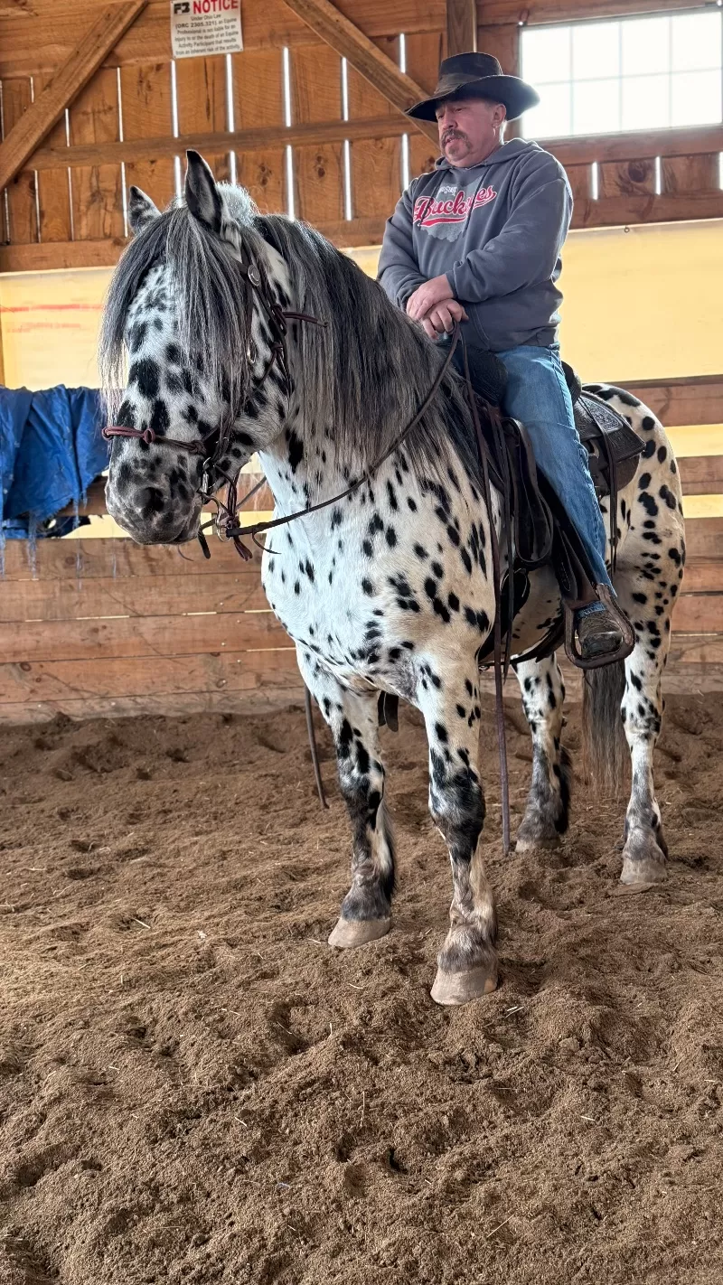 Herrlich Vulkan XIX Purebred Noriker Stallion Standing Stud