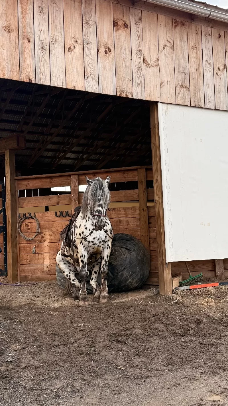 Herrlich Vulkan XIX Purebred Noriker Stallion Standing Stud