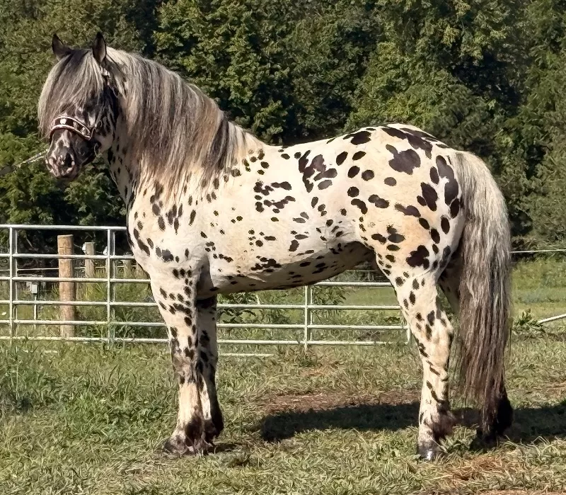 Herrlich Vulkan XIX Purebred Noriker Stallion Standing Stud