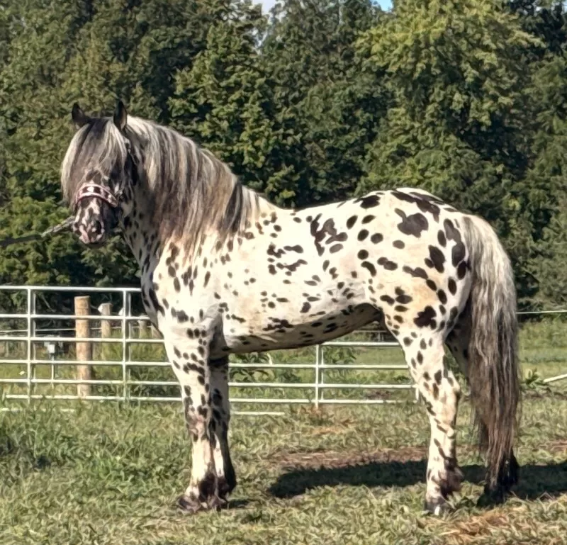 Herrlich Vulkan XIX Purebred Noriker Stallion Standing Stud