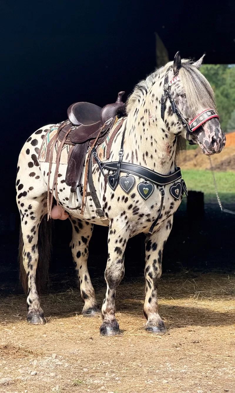 Herrlich Vulkan XIX Purebred Noriker Stallion Standing Stud