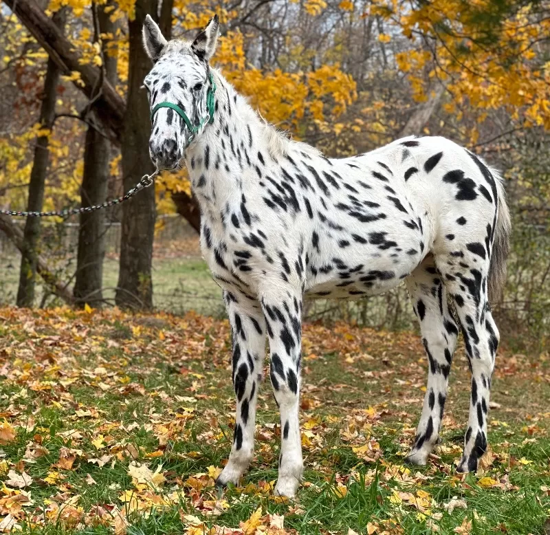 Herrlich Vulkan XIX Purebred Noriker Stallion Standing Stud