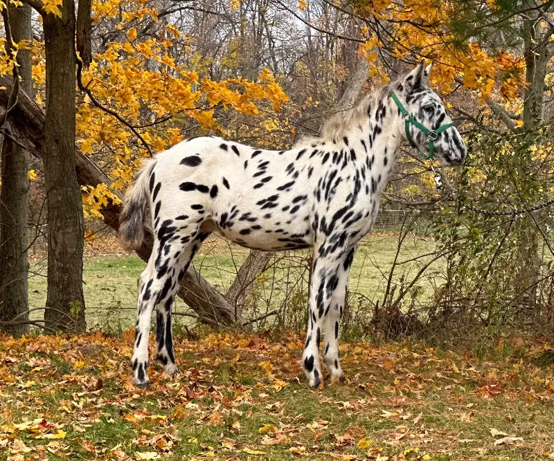 Herrlich Vulkan XIX Purebred Noriker Stallion Standing Stud