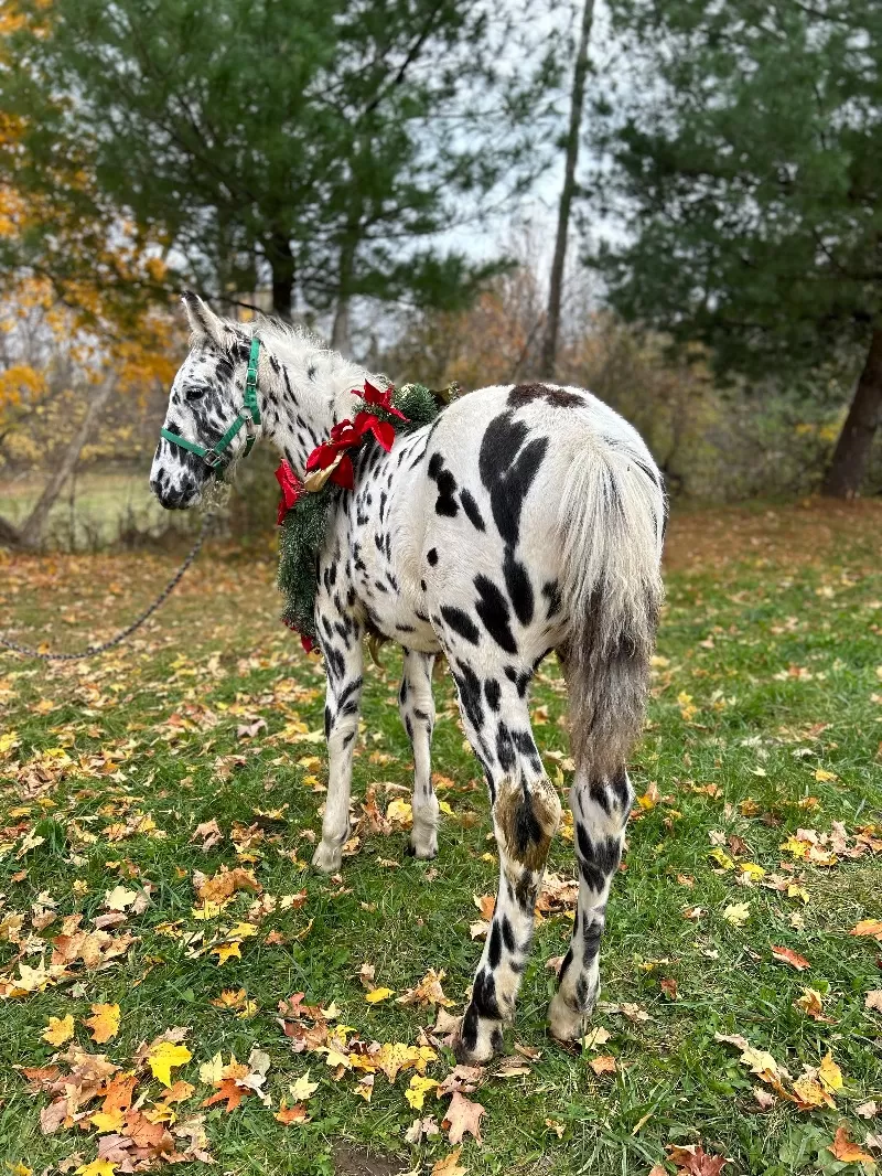 Herrlich Vulkan XIX Purebred Noriker Stallion Standing Stud