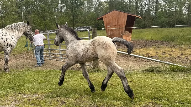 Herrlich Vulkan XIX Purebred Austrian Noriker Stallion
