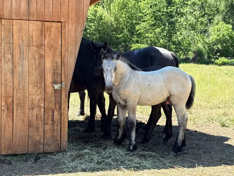 Herrlich Vulkan XIX Purebred Austrian Noriker Stallion
