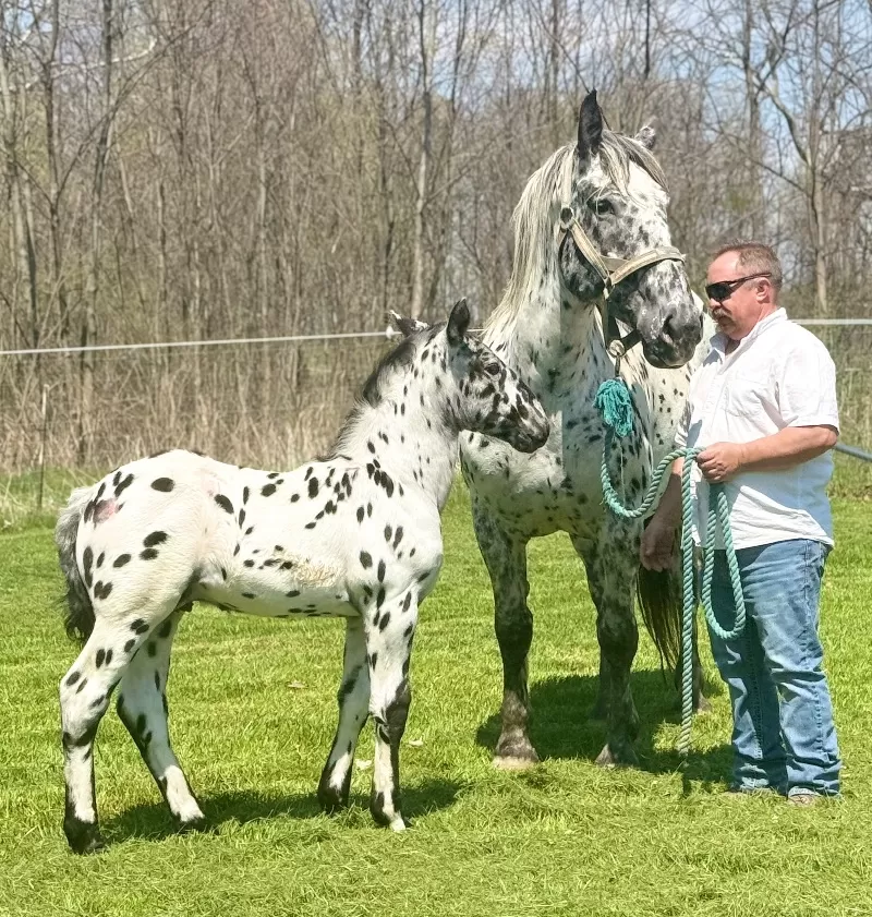 Herrlich Vulkan XIX Purebred Noriker Stallion Standing Stud