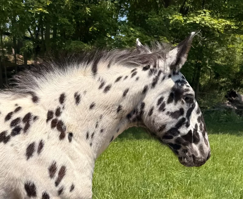 Herrlich Vulkan XIX Purebred Noriker Stallion Standing Stud