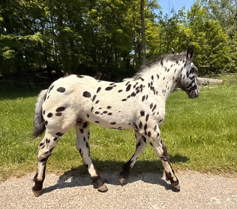 Herrlich Vulkan XIX Purebred Noriker Stallion Standing Stud
