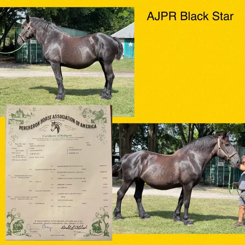 Foal Name: AJPR Star