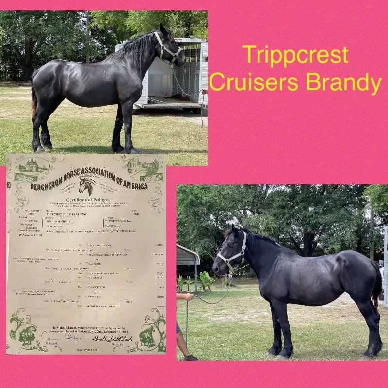 Foal Name: Trippcrest Crusiers Brandy