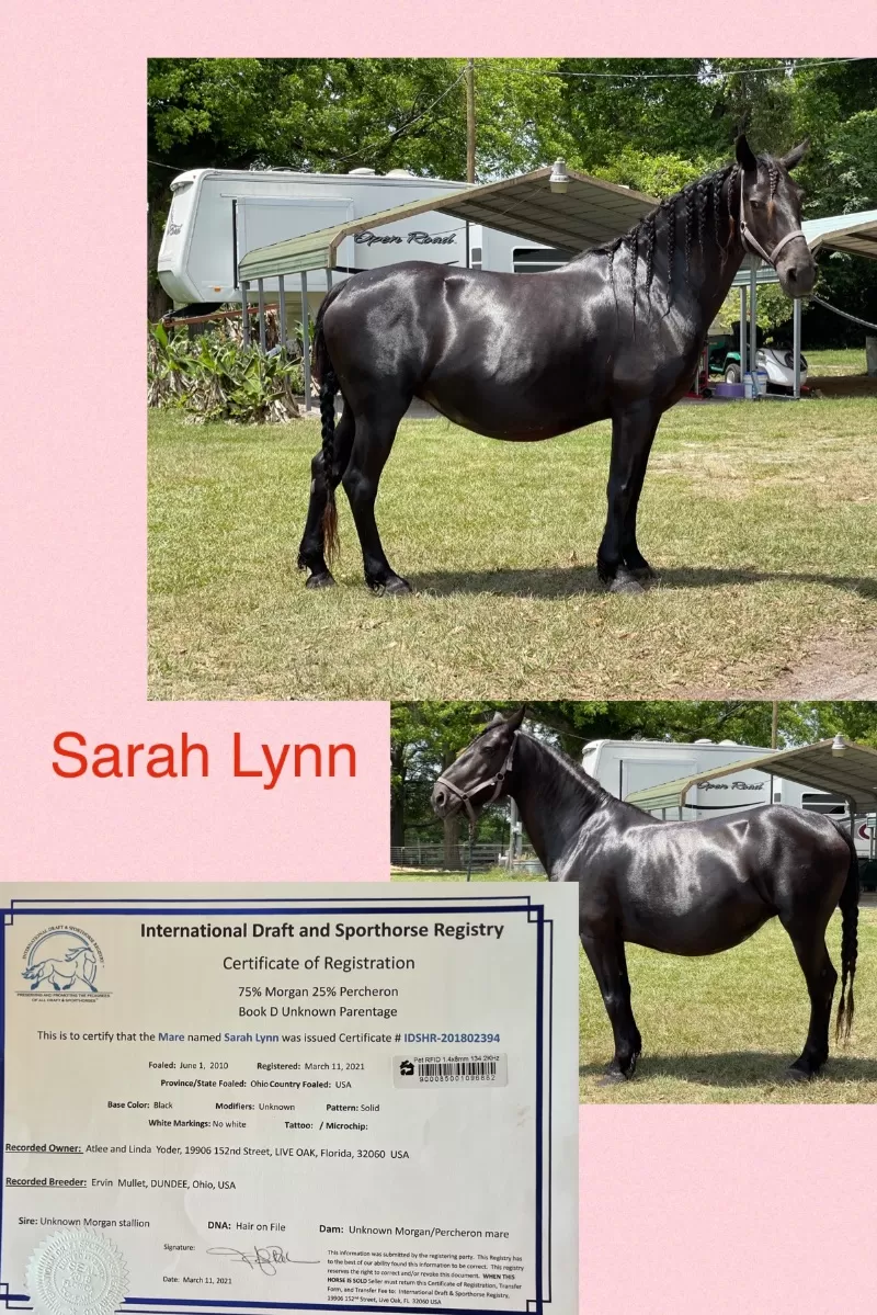 Foal Name: Sarah Lynn