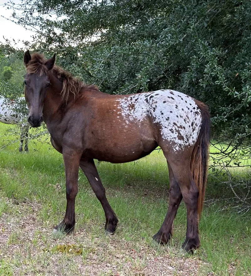Foal Name: LA Ranch Galaxys Space girl Sally