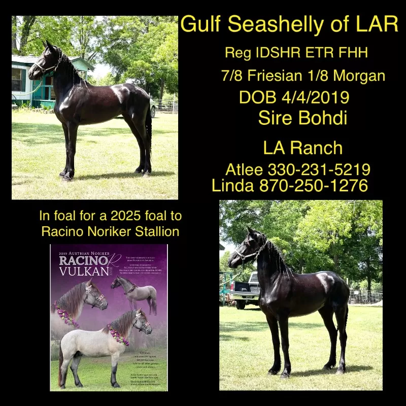 Foal Name: Gulf Seashelly of LAR