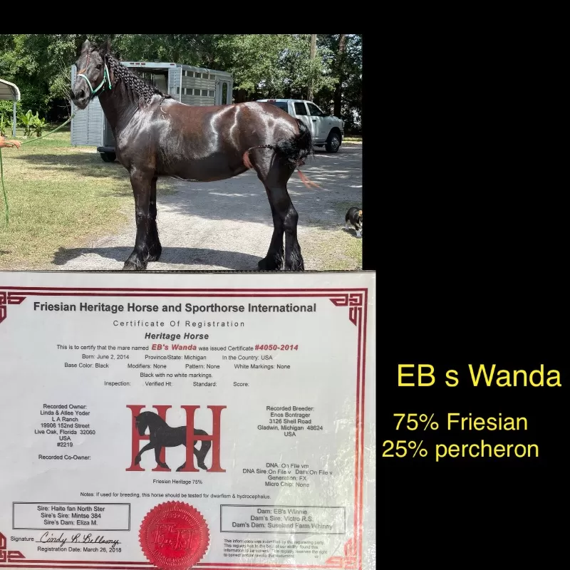 Foal Name: E B S Wanda