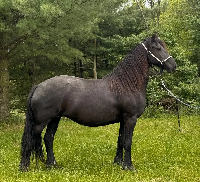 Foal Name: LA Ranch Rockalena