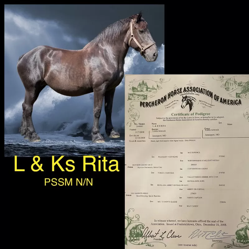 Foal Name: L&Ks Rita