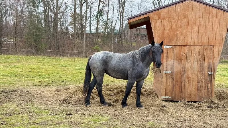 Foal Name: 2023 LAR Blue Angel Bonnie (homozygous blue roan)