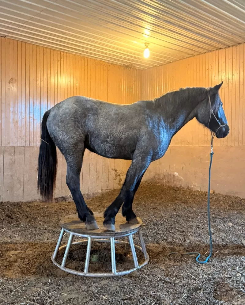 2023 LAR Blue Angel Bonnie (homozygous blue roan)