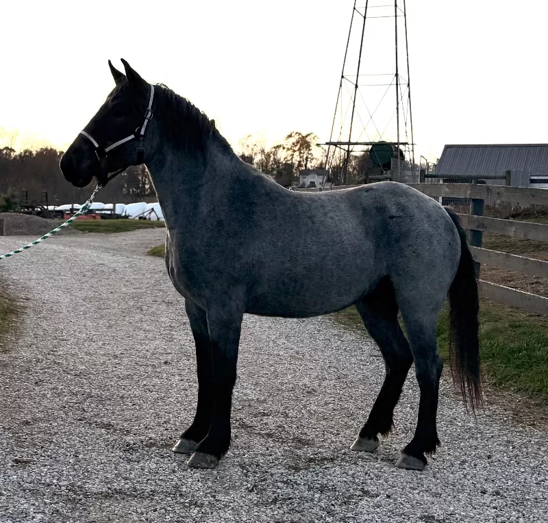 2023 LAR Blue Angel Bonnie (homozygous blue roan)